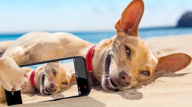 Risultati immagini per cani in spiaggia