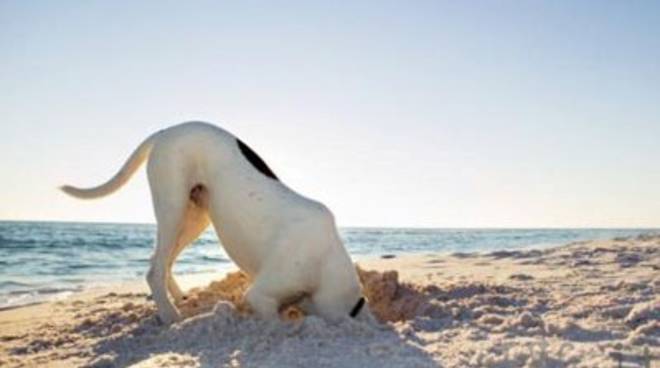 Anche Ad Alassio Una Spiaggia Attrezzata Per Cani Ivgit