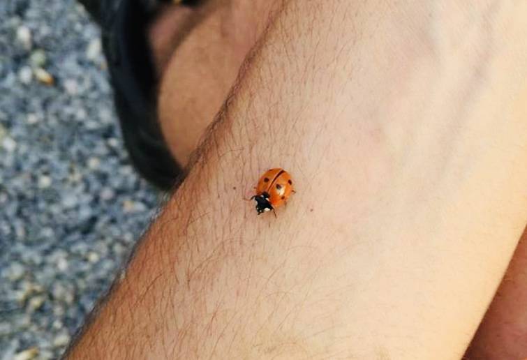 Anche a Genova sono tornate le coccinelle avvistamenti frequenti