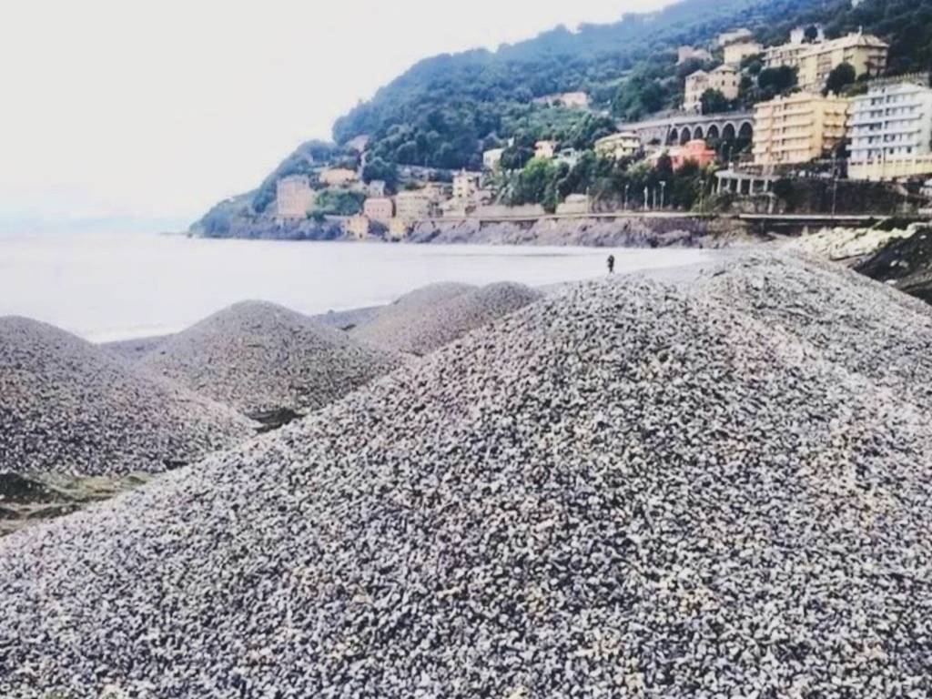 Cumuli di ghiaia per il ripascimento della spiaggia di Voltri, Aster:  Lavoro a regola d'arte - Genova 24