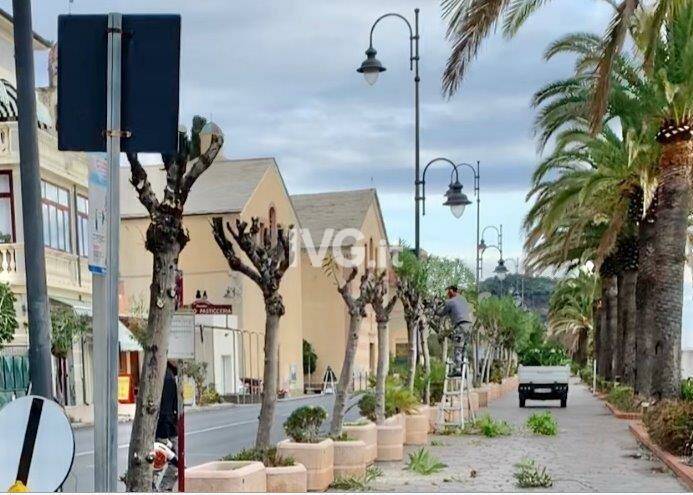 alberi passeggiata varigotti