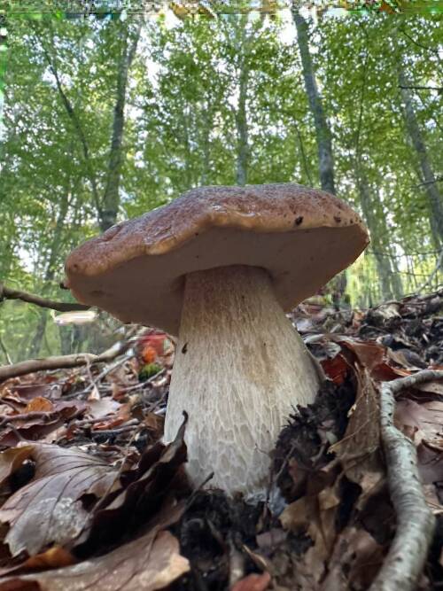 Funghi, la stagione perfetta