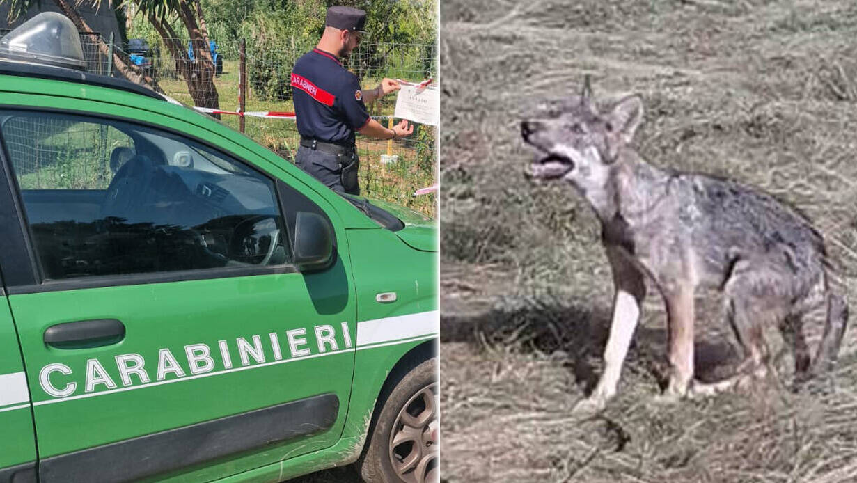 Lupi a Genova i Carabinieri forestali