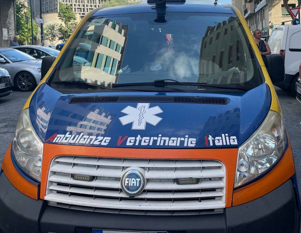 ambulanza veterinaria 