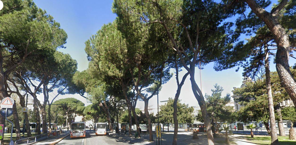 alberi viale thaon revel pini brignole