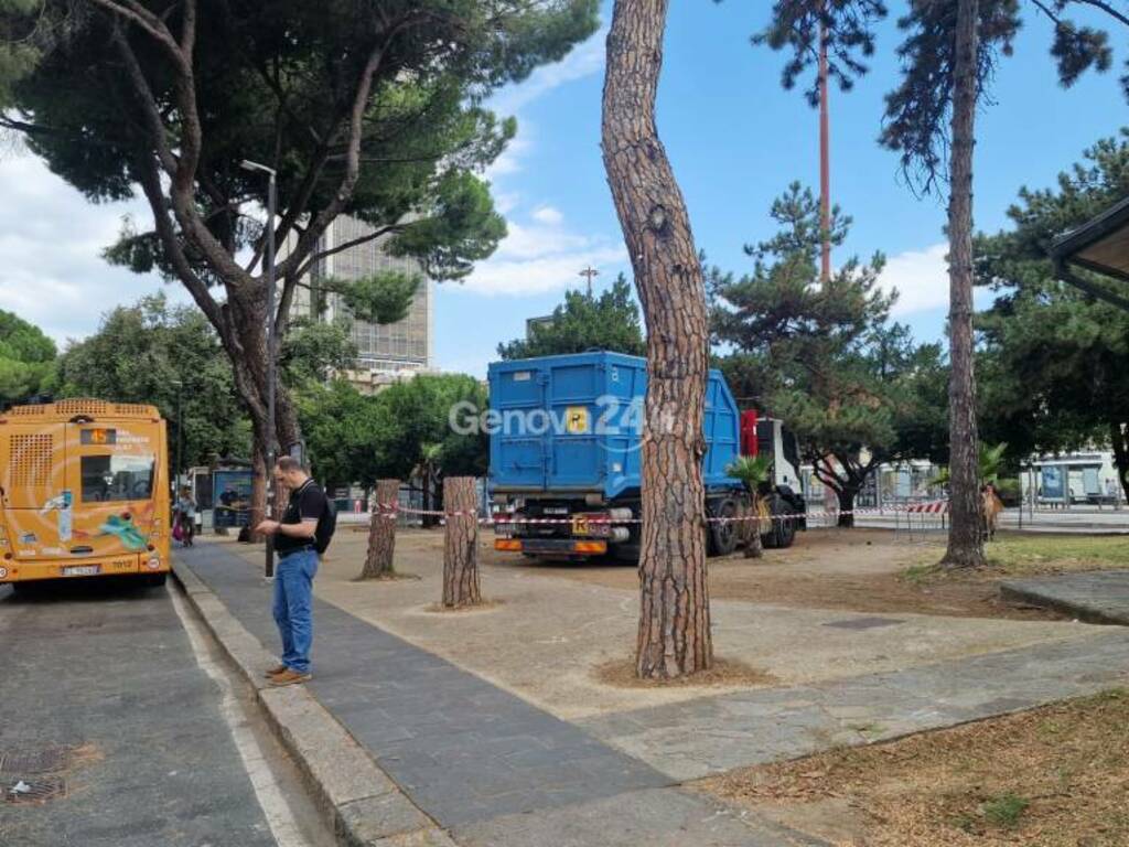 taglio alberi tagliati pini brignole viale thaon di revel