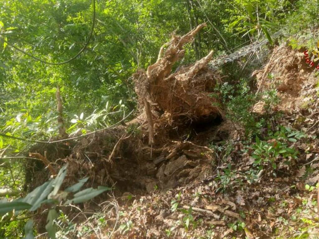 Albero in bilico sulla Statale 586, chiusa una corsia a Mezzanego