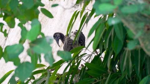 pulcino ibis biosfera