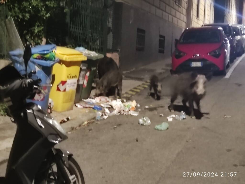 San fruttuoso e l’assedio dei cinghiali, i residenti: “Dopo le 22 rinunciamo a uscire di casa”