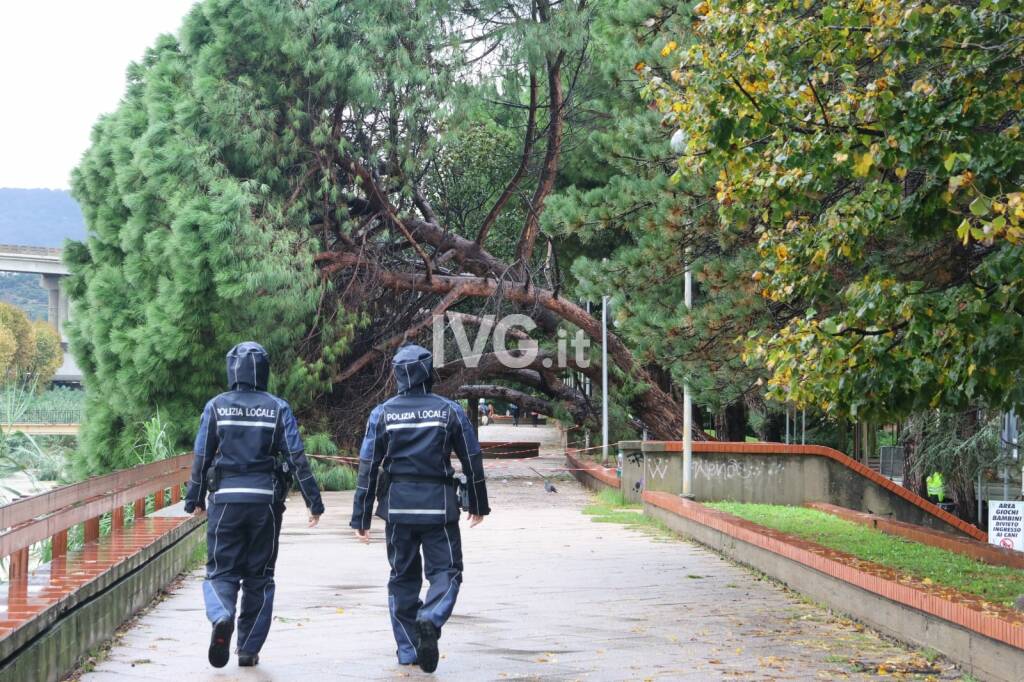 Savona alberi caduti Trincee