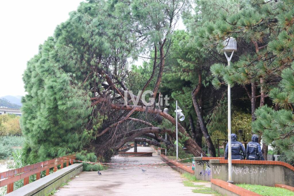 Savona alberi caduti Trincee