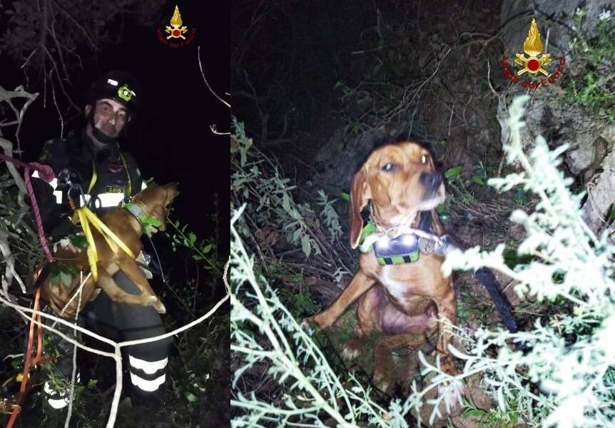 cane salvataggio orco feglino novembre 2024