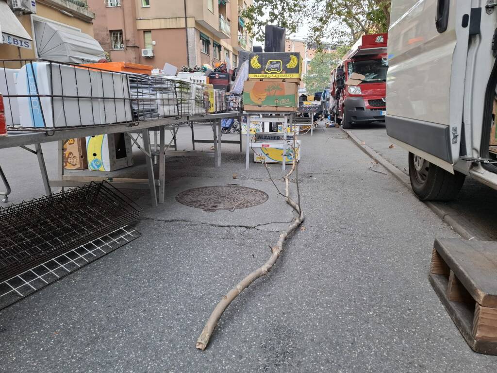 ramo caduto piazzale parenzo